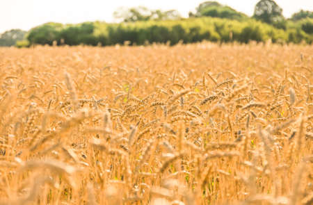 A wheat field, fresh crop of wheat.の写真素材