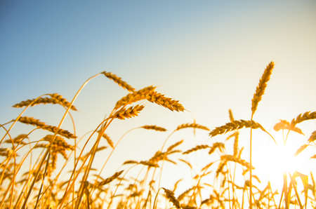 A wheat field, fresh crop of wheat.の写真素材