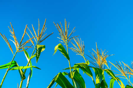 A field of corn growing in the summer dayの写真素材