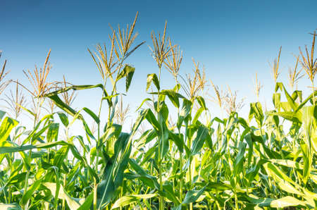 A field of corn growing in the summer dayの写真素材