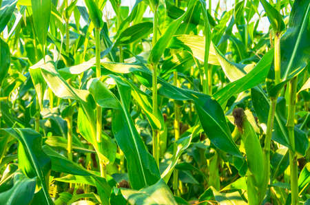 A field of corn growing in the summer dayの写真素材