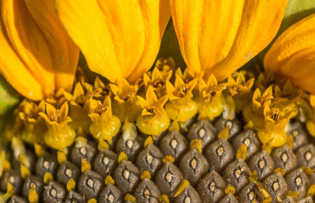 Sunflower with seeds for sale at farmersの写真素材