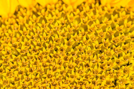 Sunflower seeds with flowering for sale at farmersの写真素材