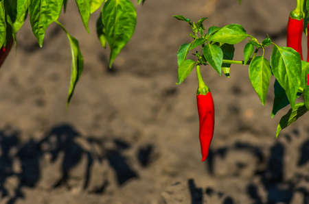 Organic red chili with green leaves in the gardenの写真素材