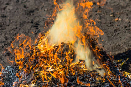 fire burning peel beans in the garden on a sunny dayの写真素材