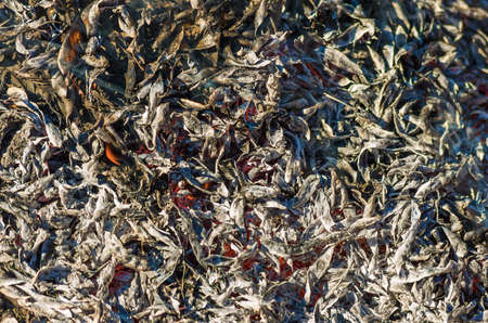 ash after burning peel beans closeup background view from aboveの写真素材