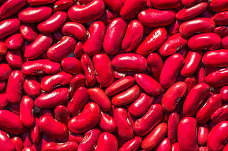 dry red  bean seeds ready for planting in the garden textureの写真素材