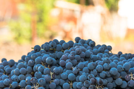 Beautiful fresh blue wine grapes close backgroundの写真素材
