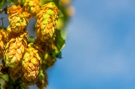 Golden Green hop cones in good weather hanging on a branchの写真素材