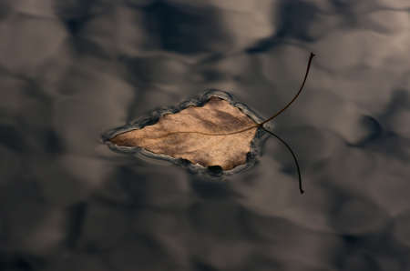 Poplar yellow leaf on dark water autumnの写真素材