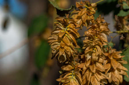Golden Green hop cones in good weather hanging on a branch