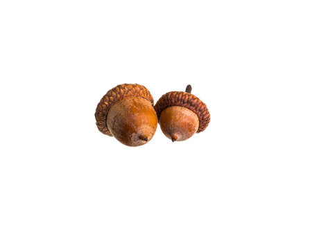 Beautiful acorn from proteins from the Ice Age