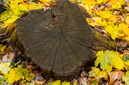A beautiful slice of a large tree stump in the forest