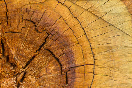 A beautiful slice of a large tree stump in the forest