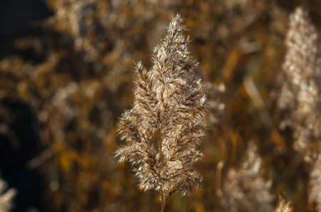 The reeds early in the morning when the sun rises