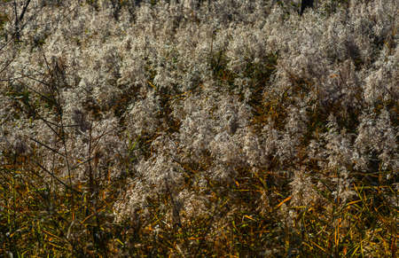 The reeds early in the morning when the sun rises