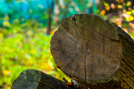 A beautiful slice of a large tree stump in the forestの写真素材