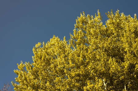 Dry autumn yellow leaves on the tree against the blue skyの写真素材
