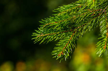 Fresh green fir branch in the forest