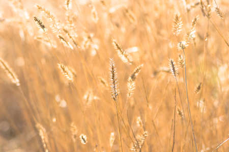 Beautiful yellow grass in the early morning