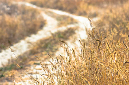 Beautiful yellow grass near a dirt road a warm dayの写真素材