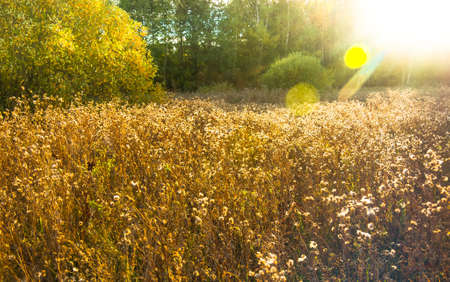 Golden dry grass field at sunset in early autumnの写真素材