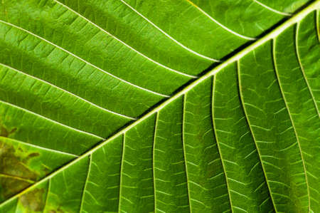 the structure is very beautiful background green leaf closeの写真素材