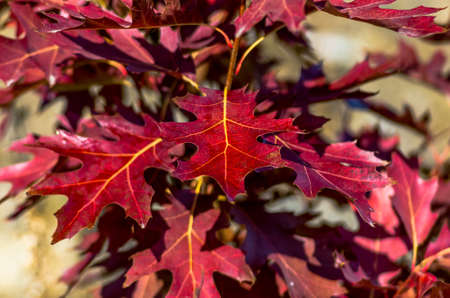 Beautiful red leaf in autumn in the woods backgroundの写真素材