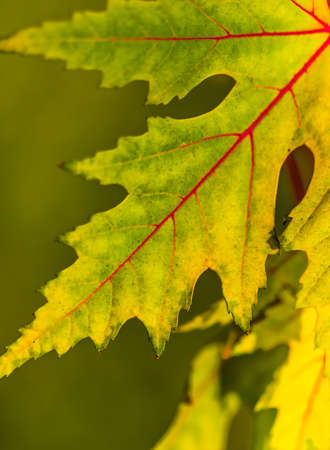 Beautiful yellow red green leaf in autumn in the woods background