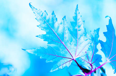 A beautiful icy blue maple leaf winter backgroundの写真素材