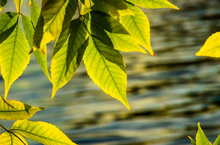 Beautiful green yellow leaves in autumn on a background of autumn waterの写真素材