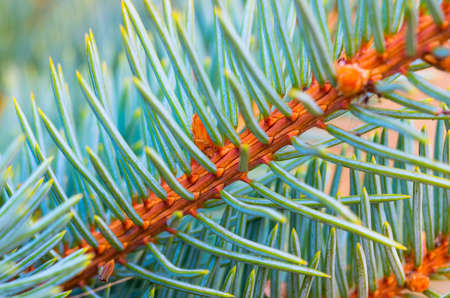 beautiful branch of blue spruce green background close