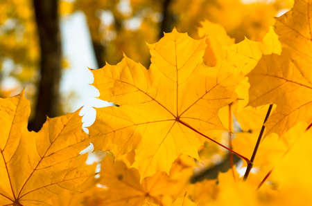 Autumn yellow  leaves in the forest in good weatherの写真素材