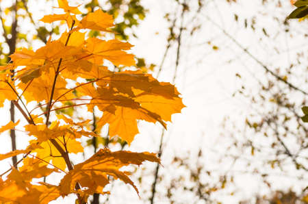autumn yellow maple leaves on the tree backgroundの写真素材