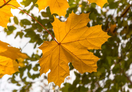 autumn yellow maple leaves on the tree backgroundの写真素材