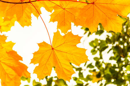 autumn yellow maple leaves on the tree backgroundの写真素材