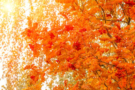 Rowan leaves on a sunny day in autumnの写真素材