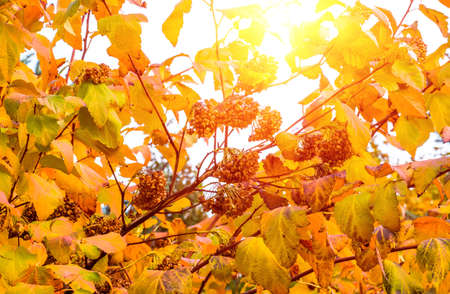 beautiful autumn bushes on a sunny nice day