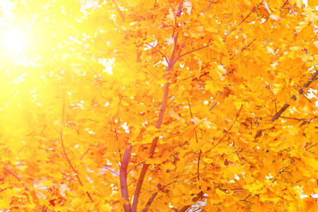 autumn yellow maple leaves on the tree backgroundの写真素材