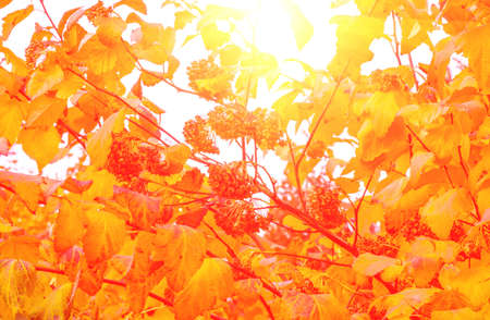beautiful autumn bushes on a sunny nice dayの写真素材