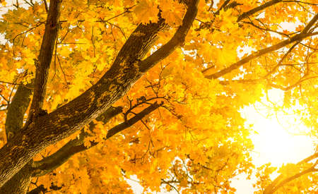 autumn yellow maple leaves on the tree backgroundの写真素材