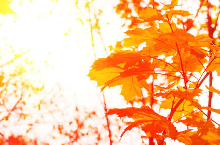 Autumn yellow  leaves in the forest in good weatherの写真素材