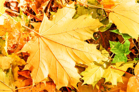autumn yellow maple leaves on the ground backgroundの写真素材