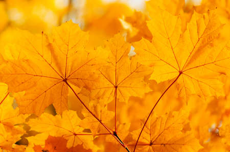 autumn yellow maple leaves on the tree background