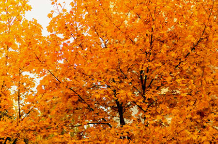 autumn yellow maple leaves on the tree backgroundの写真素材