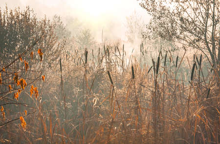 reeds in the swamp in the early morning when the first frost in the fallの写真素材