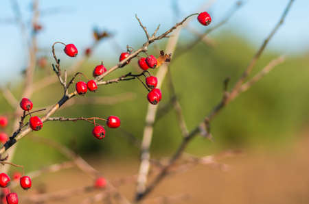 Hawthorn red berries in nature, autumn seasonal backgroundの写真素材
