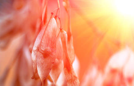 Dry seeds of a tree in fine autumn weather backgroundの写真素材