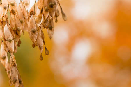 Dry seeds of a tree in fine autumn weather backgroundの写真素材