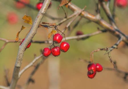 Hawthorn red berries in nature, autumn seasonal backgroundの写真素材